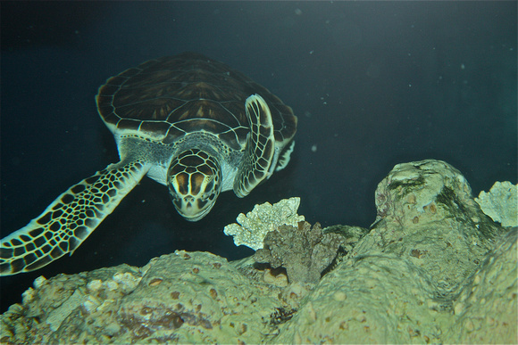 Sea Turtle w/Coral