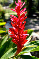 Red Spike Flower