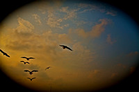 Seagulls Flying in Sky