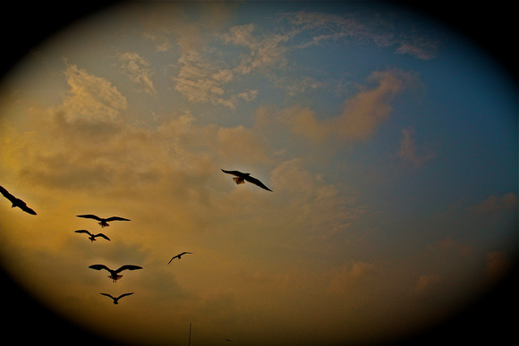 Seagulls Flying in Sky