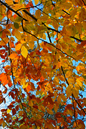 Canopy of Color