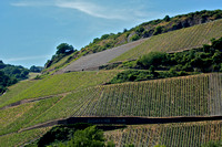 Vineyards Along the Rhine River #2