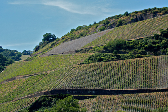 Vineyards Along the Rhine River #2