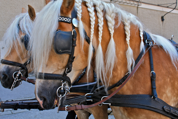 Carriage Horses w/Braids