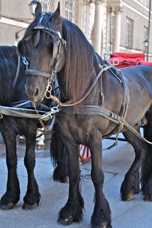 Carriage Horses/Black
