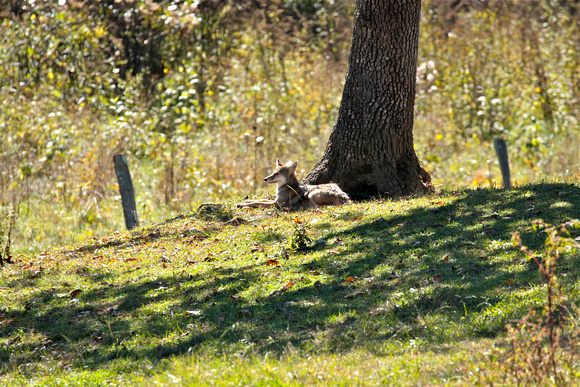 Coyote Resting