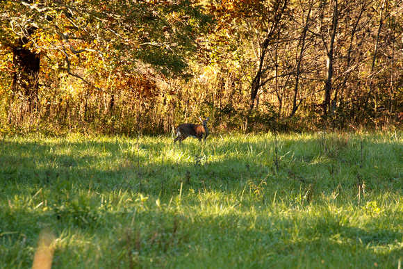 Deer Grazing in Field Grass