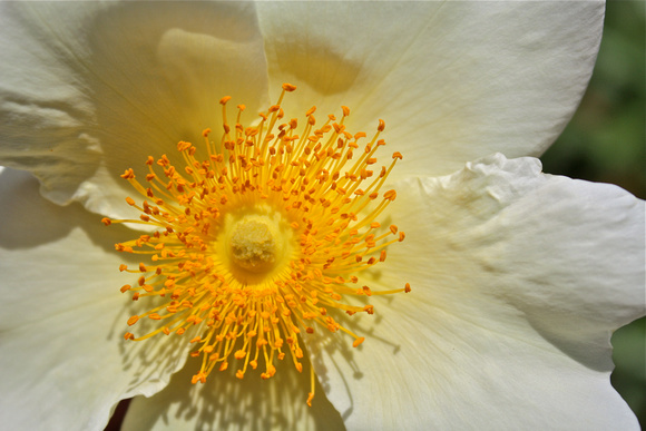 White/Yellow Center Flower #43