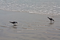 Seagulls Wading