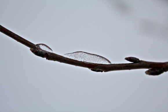Ice forming on Tree Branch