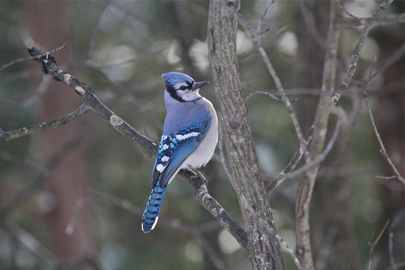 Bluejay Side View