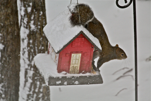 Squirrel storing food for Winter