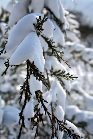 Fresh Snow on Evergreen Branches