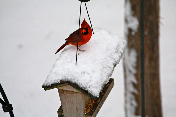 Male Cardinal on Birdfeeder