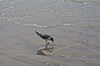 Seagull Feeding