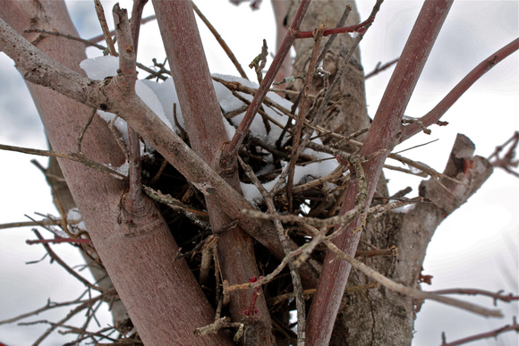 Birds Nest with Snow #2