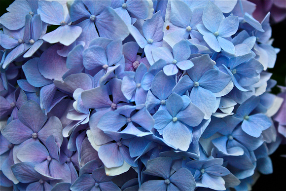 Blue Hydrangea/Closeup