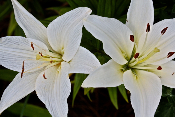 Easter Lilly/Closeup