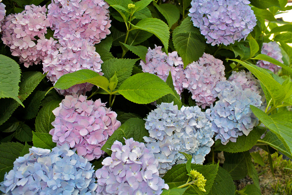 Blue/Pink Hydrangea Bush