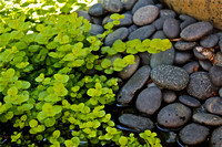 Green Ground Cover w/River Rock