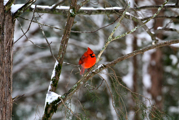 Male Cardinal in Tree