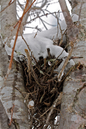 Birds Nest with Snow