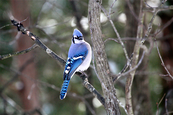 Bluejay Front View