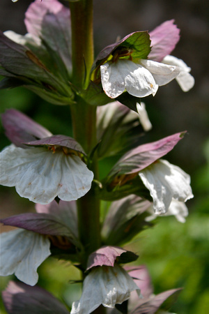 Bell Flowers Purple/White #12