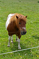 Scotland Pony