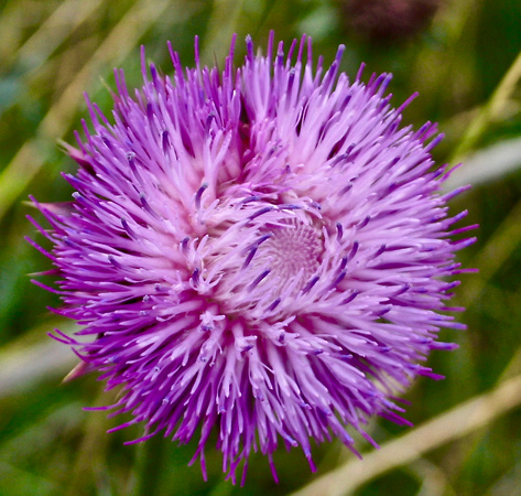 Thistle Wildflower Closeup