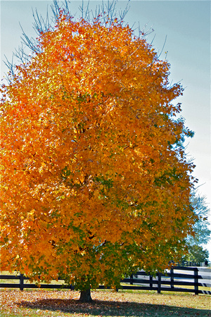 Fall Tree Foliage