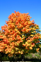 Fall Tree Beauty