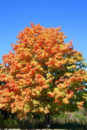 Fall Tree Beauty