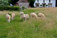 Herd of Sheep Grazing