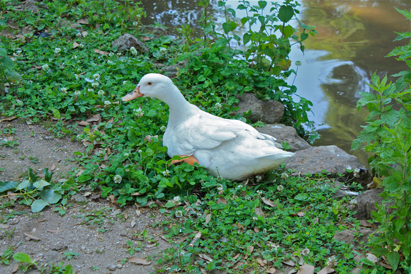 Duck/Villa Borghese Gardens Rome Italy #363