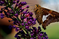 Moth on Butterfly Bush