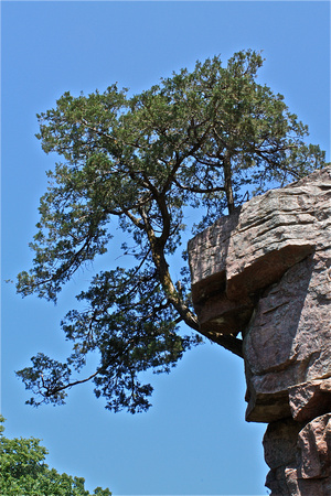 King Rock w/Tree