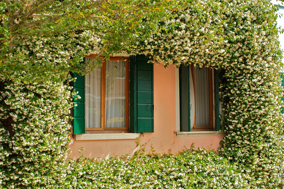 HoneySuckle Surrounding Window Murano Italy #328