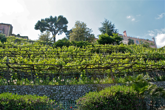 Grapevines along the Amalfi Coast #281