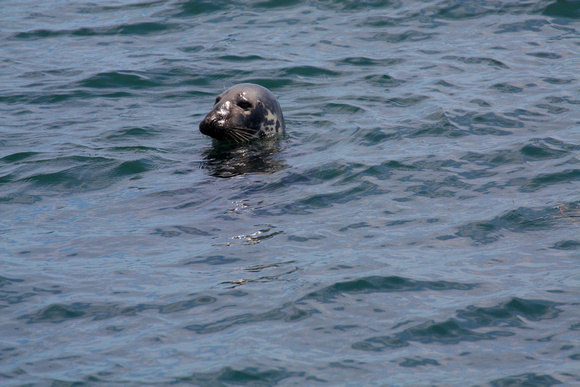 Gray Seal Left Side Head Shot