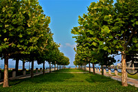 Maple Trees Pathway to SC Shoreline