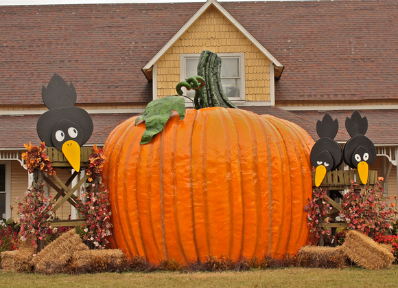 Giant Pumpkin & Crows