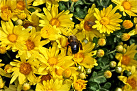 Yellow Mum with Bumblebee