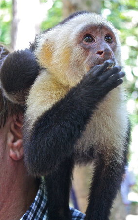 Adult Female Capuchin Monkey