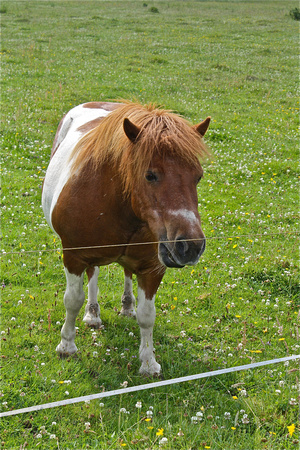 Scotland Pony