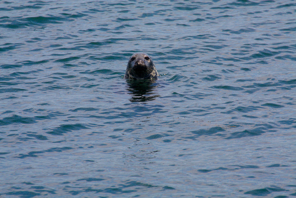 Grey Seal Front Head Shot