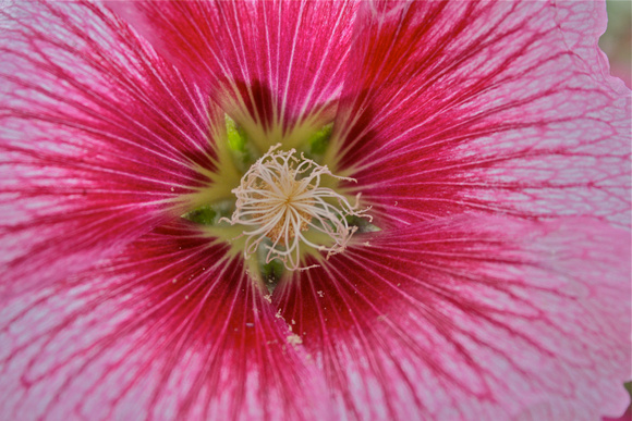 Pink Flower/Closeup Murano Italy #327