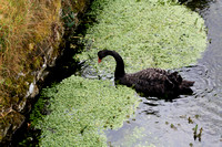 Black Swan #2