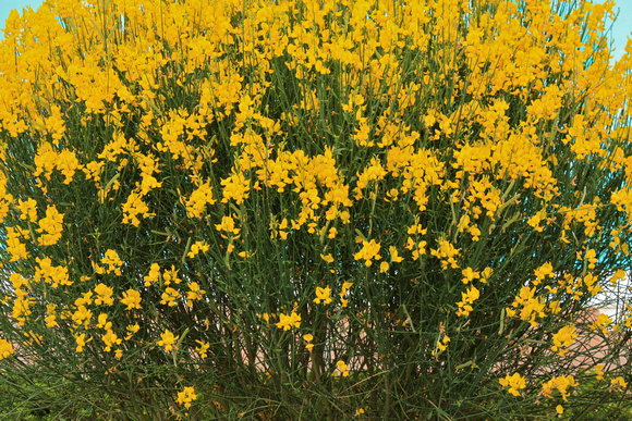 Yellow Flowers #83