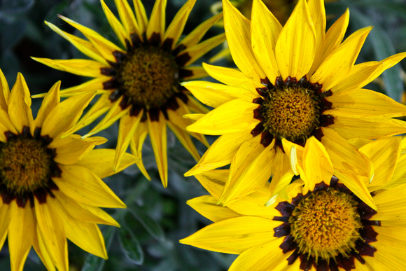 Sunflowers in Italy Ravello Italy #239